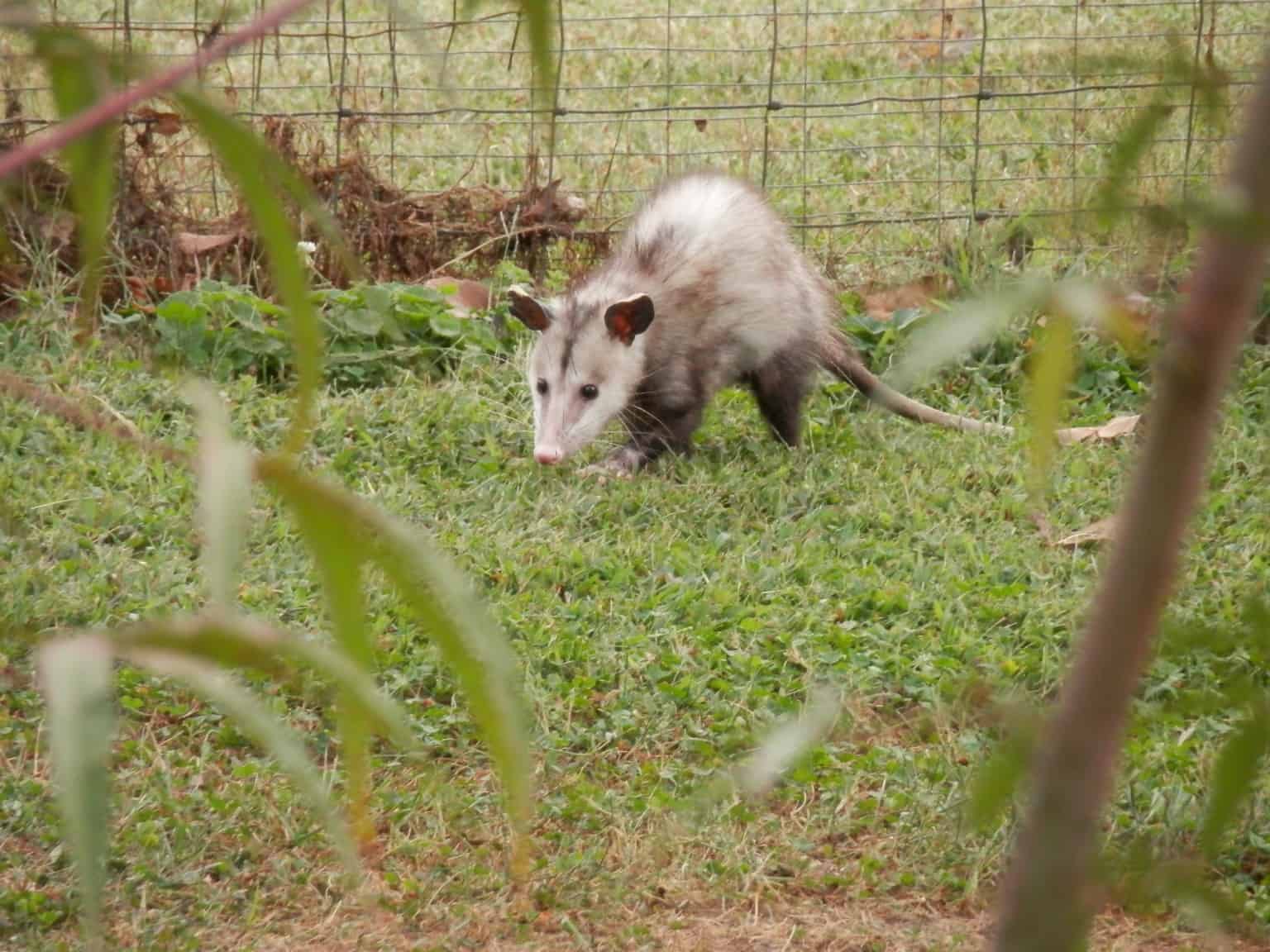 Opossum: Are They Dangerous? – Modern Survival Online