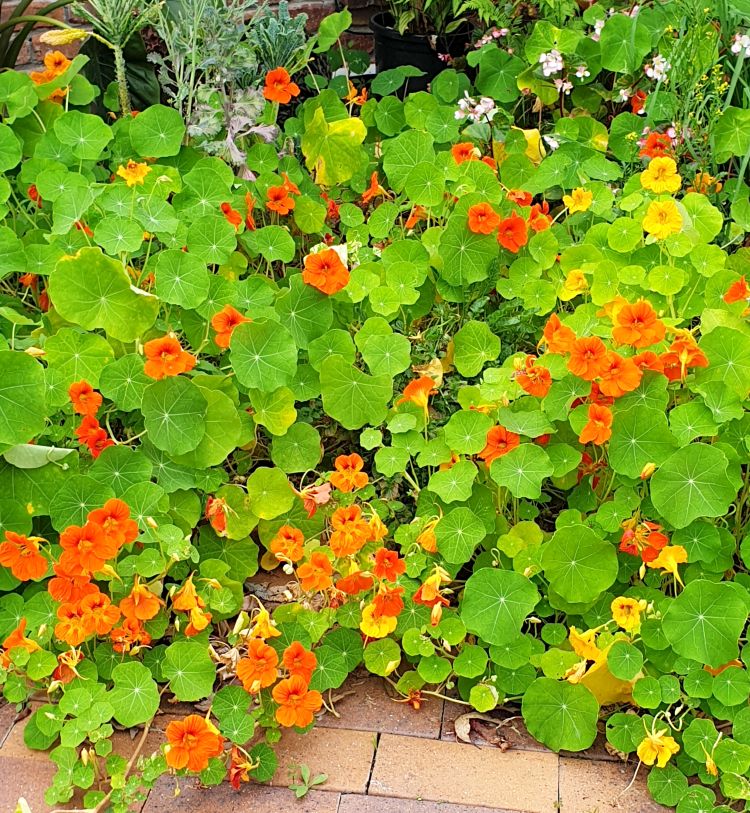 Why You Need Nasturtiums in Your Veggie Garden