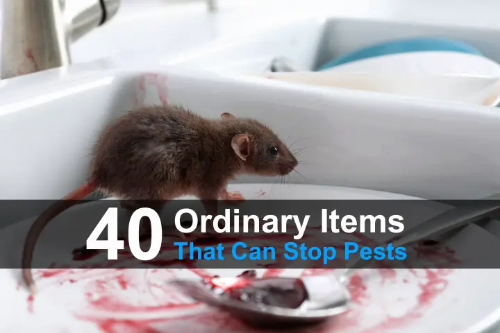 40 Ordinary Items That Can Stop Pests