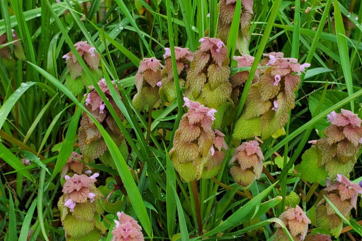 8 Nutritious Edible Weeds to Forage in Your Yard