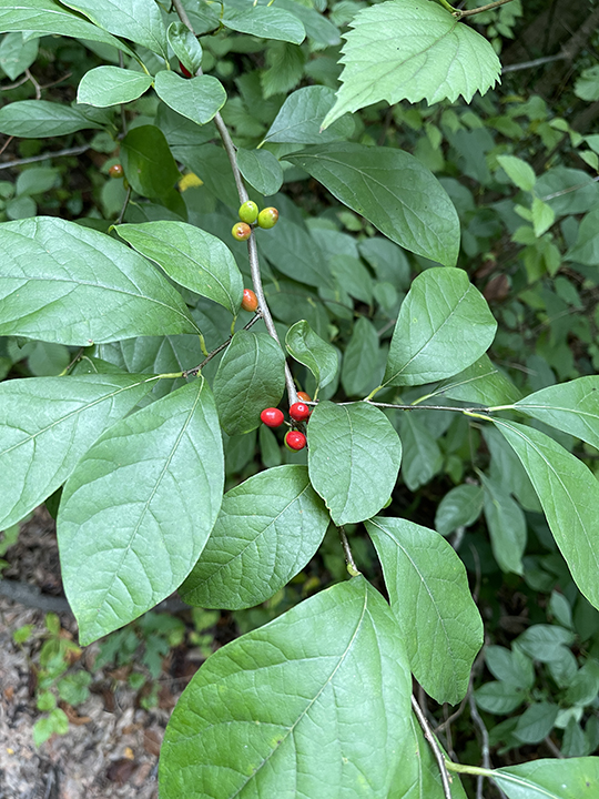 ?? Fall Flavor Alert: Spicebush – The Appalachian Allspice ??