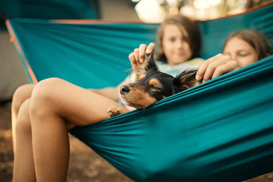 10 Vital Tips for Hammock Camping With Your Dog