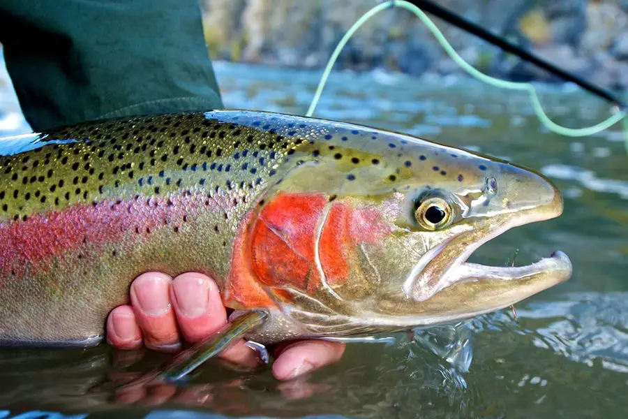 9 Trout Fishing Tips for Better Success