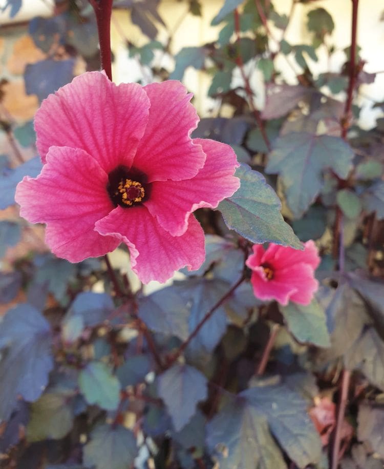 How to Grow Cranberry Hibiscus