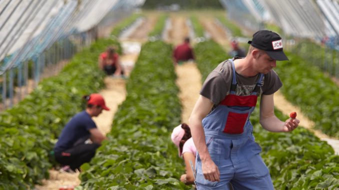 How will leaving the European Union affect our food? | Tim Lang | Environment | The Guardian