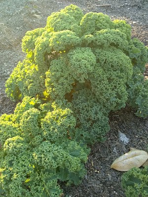 Simply Self Sufficiency: Kale