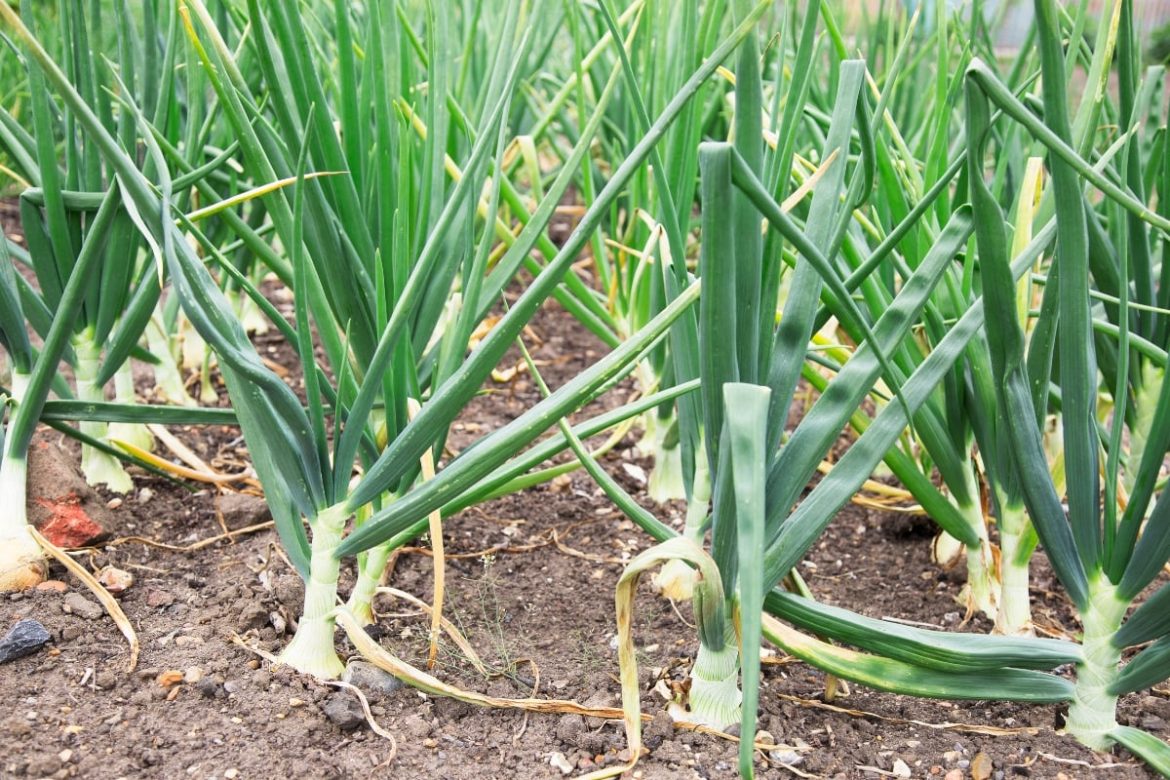 Vegetables to Plant in June for a Late Summer Harvest