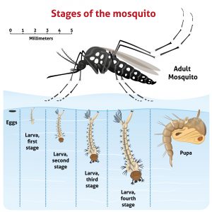 West Nile Virus |