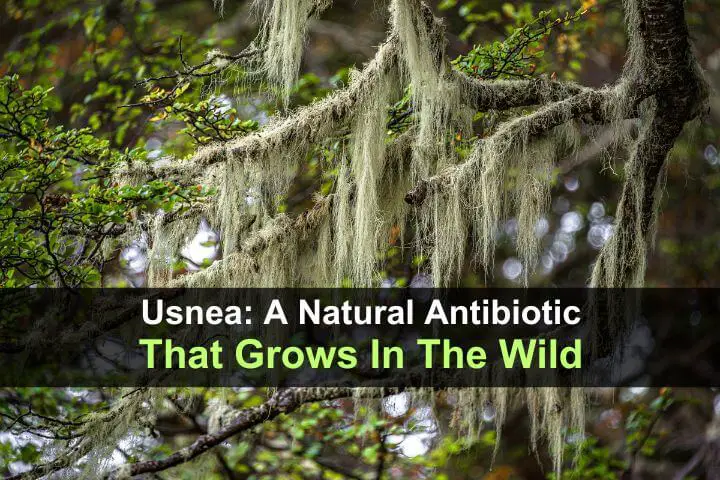 A Natural Antibiotic That Grows in the Wild