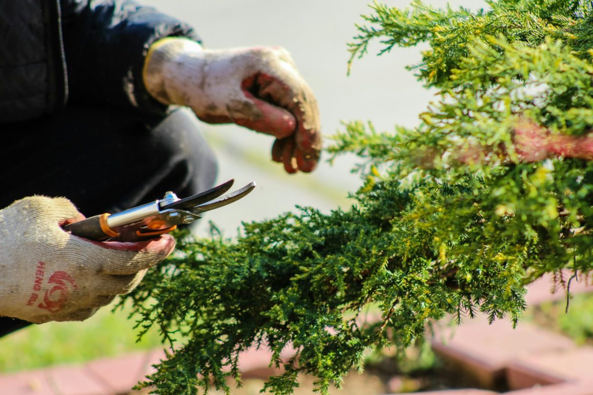 Gardening In Late Summer and Fall