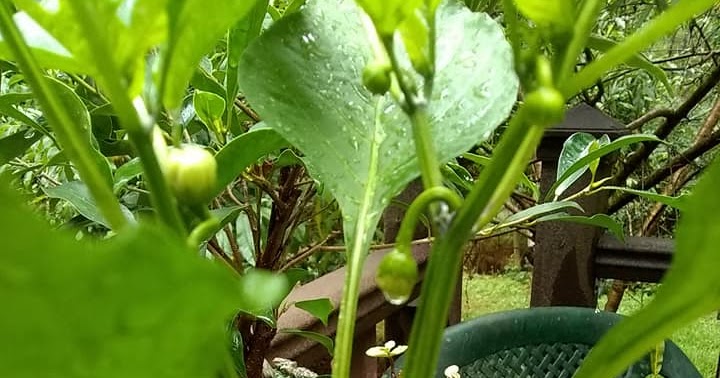 Simply Self Sufficiency: Sad Little Tomatoes