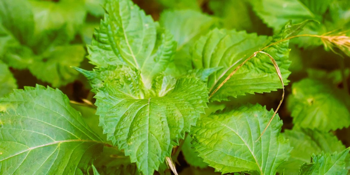 Top 10 Perilla Mint (Shiso) Uses And Benefits 