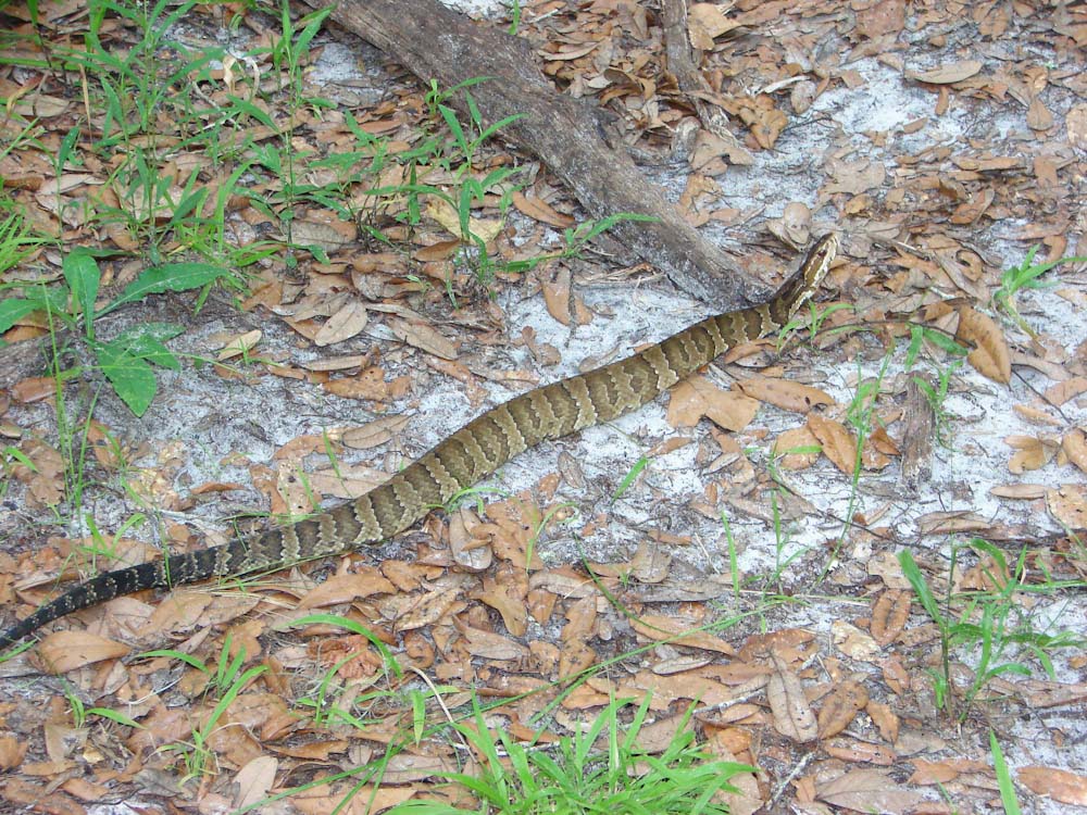 Dealing With Venomous Snakebites – WillowHavenOutdoor Survival Skills