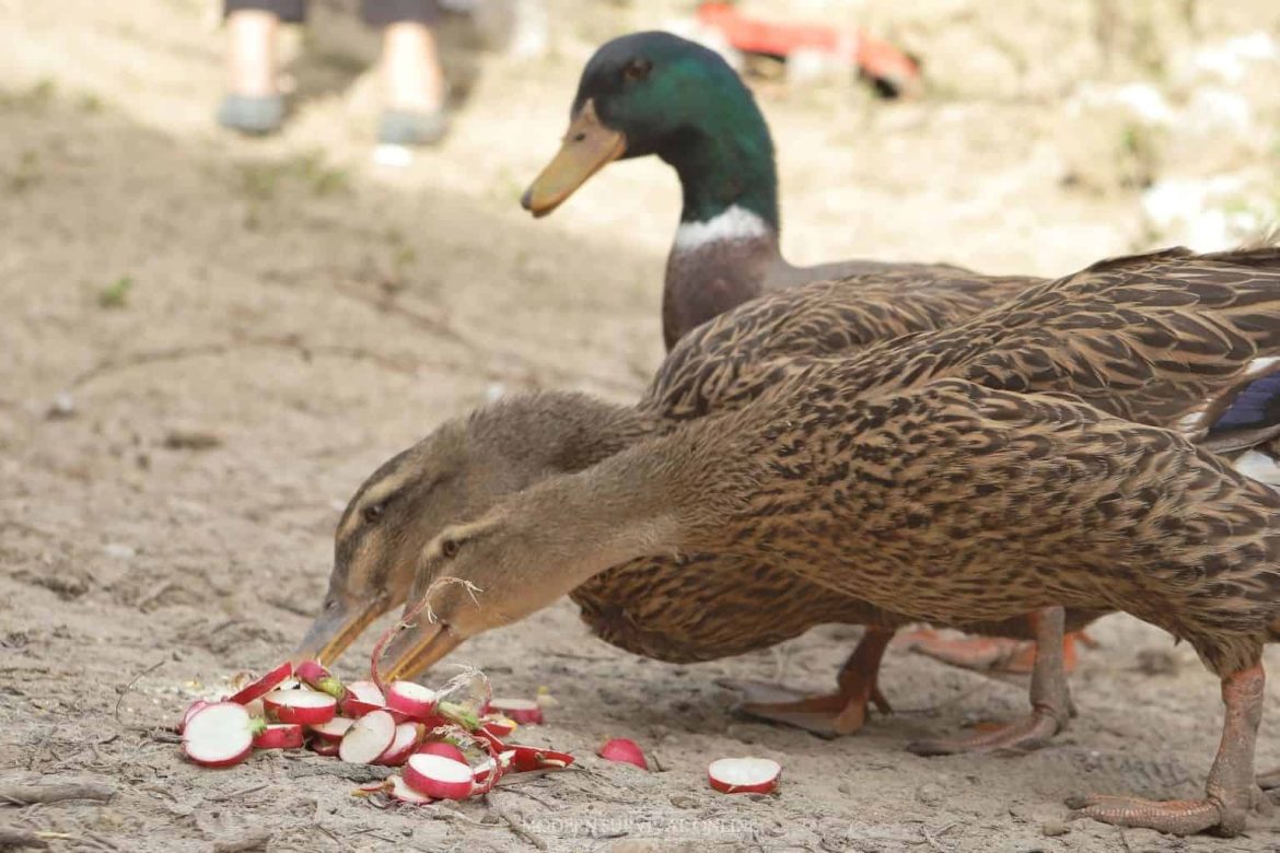 How to Care for Your Ducks in the Winter