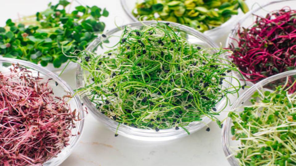 How to Grow Microgreens Without Soil