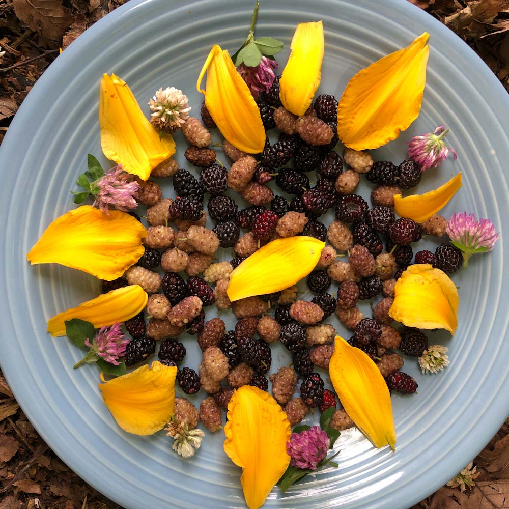 Building Confidence in Your Wild Edible Foraging Skills