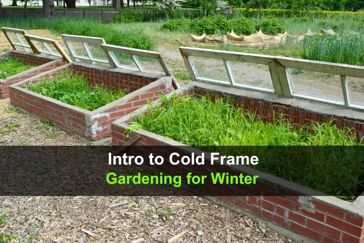 Intro to Cold Frame Gardening for Winter