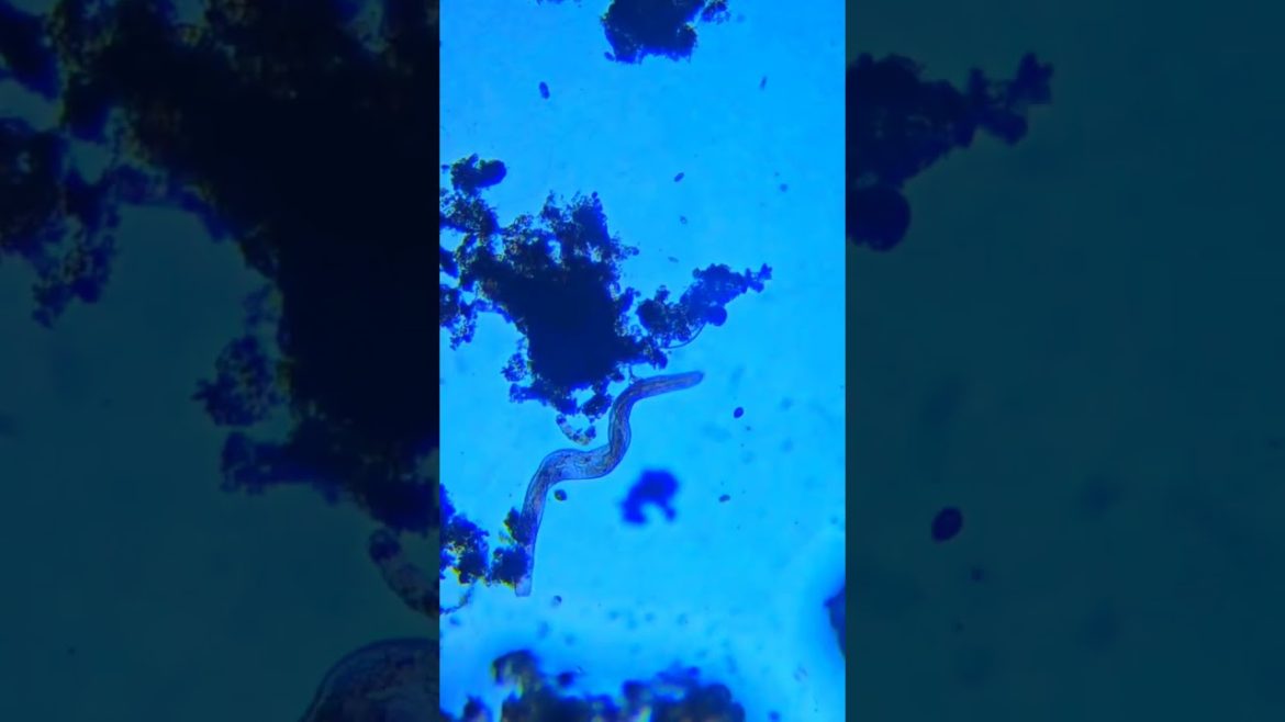 Testing water filter results under a microscope ?